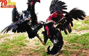 Đá Gà Campuchia Là Gì?