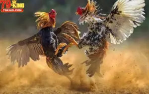 Khái Niệm Đá Gà Trực Tiếp Trong Cá Cược