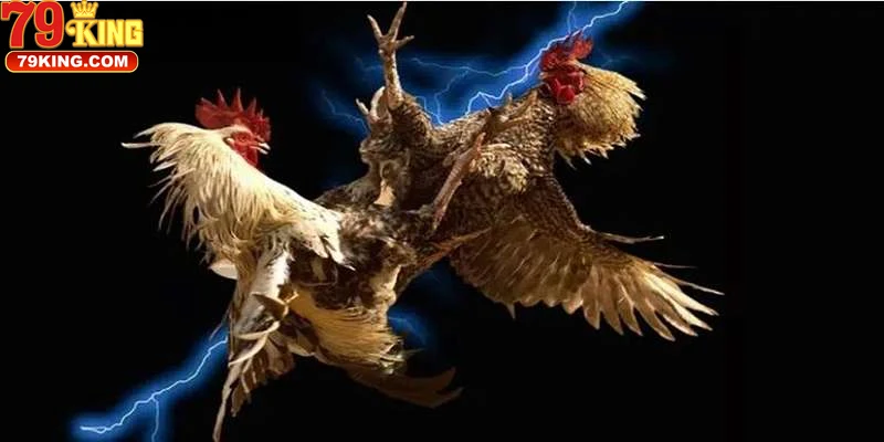 cac-luu-y-quan-trong-khi-tham-gia-cuoc-da-ga-truc-tuyen Các Lưu Ý Quan Trọng Khi Tham Gia Cược Đá Gà Trực Tuyến